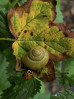 &copy; Chris Chandler&nbsp;&nbsp;<em>Snail and ladybird</em>
