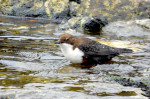 &copy; Chris Chandler&nbsp;&nbsp;<em>Dipper</em>