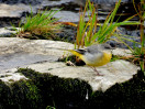 &copy; Chris Chandler&nbsp;&nbsp;<em>Grey Wagtail</em>