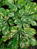 &copy; Chris Chandler&nbsp;&nbsp;<em>Horse chestnut leaves</em>