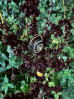 &copy; Sharon Floyd&nbsp;&nbsp;<em>High rise Snail</em>