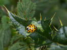 &copy; Sue Best&nbsp;&nbsp;<em>Spiky Guard</em>