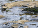 &copy; Sue Best&nbsp;&nbsp;<em>Grey Wagtail</em>