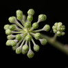 &copy; Tim Fearon&nbsp;&nbsp;<em>Ivy Bud</em>