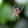 &copy; Tim Fearon&nbsp;&nbsp;<em>Spider 2</em>