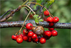 &copy; Tim Fearon&nbsp;&nbsp;<em>Snail in Rowan Berries</em>