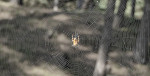 &copy; Paul Underhill&nbsp;&nbsp;<em>Suspended Aracnimation</em>