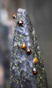 &copy; Sue Haddrill&nbsp;&nbsp;<em>Loveliness of Ladybirds</em>
