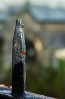 &copy; Tim Fearon&nbsp;&nbsp;<em>Churchyard Ladybirds</em>