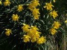 © Ashley Morgan  <em>Daffodils with a bee in one of them</em>
