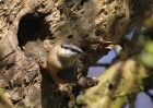 © David Crutchley  <em>Nuthatch</em>