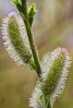 © Dickon Siddall  <em>Spring Blossoms</em>