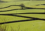 © Elaine Ward  <em>Tree buds and lambs</em>