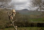 © Elaine Ward  <em>Pen-y-ghent from Oxenber Wood</em>