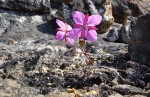 © Harry Pinkerton  <em>Greenland's national flower</em>