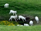 © Jeanette Davidson  <em>lamb races</em>