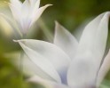 © Margaret Smith  <em>Tulipa humilis</em>