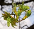 © Sue Haddrill  <em>Sycamore Buds</em>