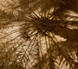 © Chris Chandler  <em>Date palm oasis</em>