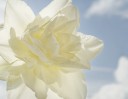 © Margaret Smith  <em>Daffodil</em>