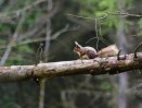 © Christine Flitcroft  <em>Red Squirrel</em>