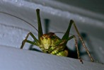 © Chris Chandler  <em>Who're you looking at?</em>