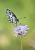 © Christine Flitcroft  <em>Butterfly</em>