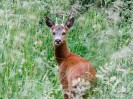 © Christine Flitcroft  <em>Young Buck</em>