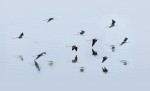 © David Crutchley  <em>Black winged Stilts</em>