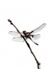 © David Crutchley  <em>Dragonfly</em>