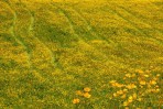 © Elaine Ward  <em>Buttercups</em>