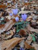 © Gill Pinkerton  <em>Crocuses in Sicily</em>