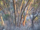 © Jeanette Davidson  <em>Oz</em>