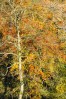 © Jeanette Davidson  <em>Autumn</em>