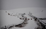 © Jeanette Davidson  <em>winter sheep</em>