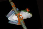 © Malcolm Walker  <em>Tree Frog</em>