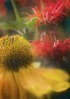 © Margaret Smith  <em>Summer</em>