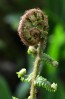 © Stuart Jackson  <em>emergent fern</em>