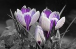 © Sue Haddrill  <em>Crocus</em>