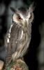 © Sue Haddrill  <em>Owl</em>