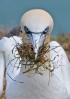 © John Lockwood  <em>What are you looking at?</em>