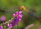 © John Lockwood  <em>Norfolk Hawker</em>