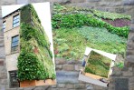 © Malcolm Walker  <em>St Pegs Mill Living Wall/Eco-wall July 2012</em>