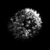 © David Crutchley  <em>Dandelion</em>