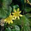 © Chris Chandler  <em>Celandine</em>