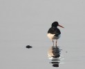 © David Crutchley  <em>ostercatcher</em>