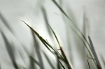 © Elaine Ward  <em>Moving reeds</em>