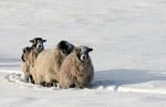 © Andy Best  <em>Ribblehead Sheep</em>