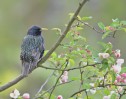 © Chris Chandler  <em>Starling on crab apple tree</em>
