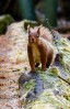 © Christine Flitcroft  <em>Squirrel Nutkin</em>